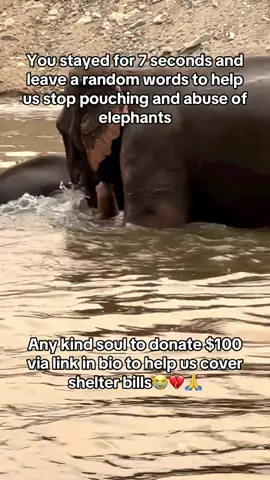 #elephantsanctuarythailand hain #elephantkohsamui #samuielephantsanctuary #thailandelephantsanctuary #kohsamuielephant 