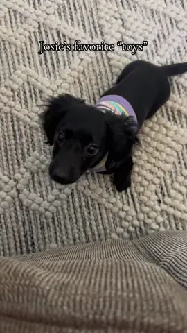 don’t think i will be purchasing new toys any time soon #doxiesoftiktok #puppy #minidachshund 