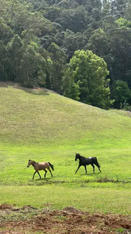 🤍🤍 #horse #horses #horsesoftiktok #farmlife #horseriding 