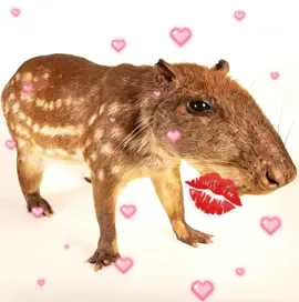 pacas are so cute i need one rn. #paca #silly #zesty #chicken #animal 