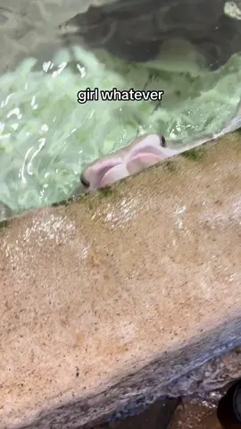 Cownose ray take the wheel