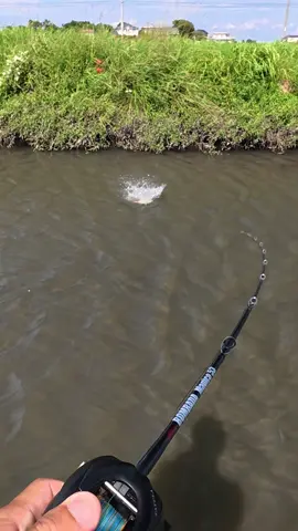 Japanese Catfish Bite Collection💥 #fishing #catfish