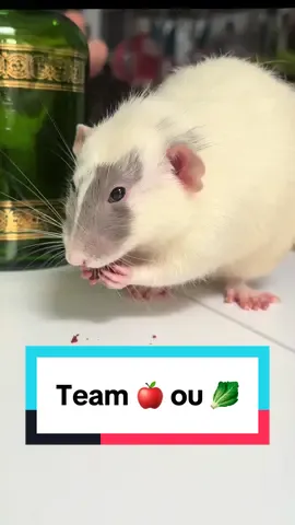 Alors team fruits ou légumes ? 🥒 #ratsarepetstoo #rattok #nocturat #ratlover #cuterat 