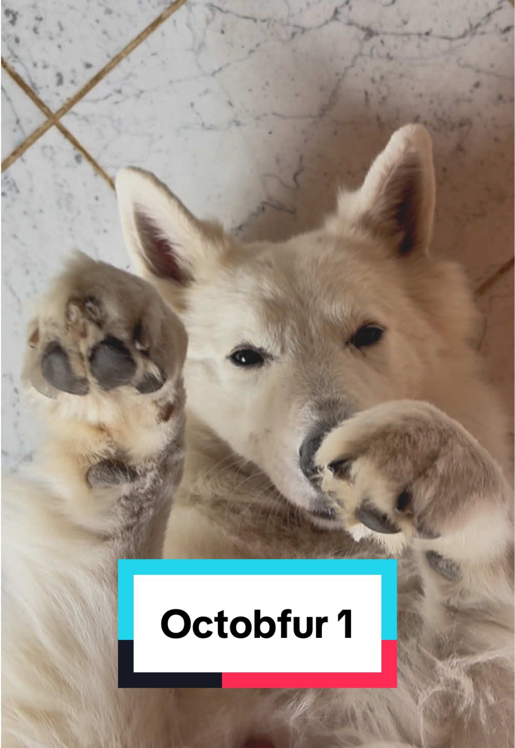 Q4 - It’s hard out here for a puppers 💖😂 #pawfect #dogmeme #swissshepherd #funnydog 