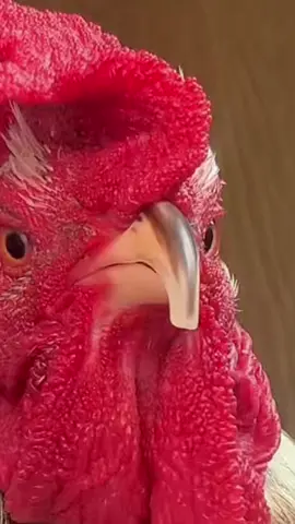 We love Ronnie! 🫶 🖤 🎸 🤘 🎤  #fyp #chickensoftiktok🐔 #trend #viral #backyardchickens  Note: we do not own this song! We are just huge fans! 
