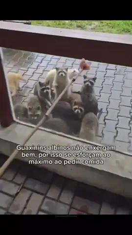coitado do guaxinim albino 😭😭 #animaisfofos #fofo #cachorro #gatosfofos #gatos 