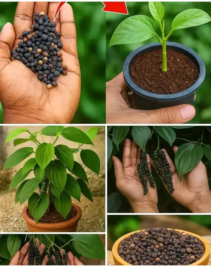 كيفية زراعة #الفلفل الأسود من البذور  🎄🎄🎄🎄🎄🎄🎄🎄🎄🎄🎄 ✅️1. ابدأ ببذور فلفل أسود عالية الجودة اختر بذور فلفل أسود ذات نوعية جيدة.  يُظهر المثال حفنة من بذور الفلفل الأسود والأبيض التي يمكنك استخدامها لبدء زراعة نبات الفلفل.  تأكد من أن البذور طازجة لتحصل على أفضل معدلات إنبات. ✅️2. زراعة البذور: في وعاء يحتوي على تربة جيدة التصريف،  ضع البذور بالضغط عليها برفق داخل سطح التربة. غطها بطبقة خفيفة من التربة ثم اسقها بلطف. ستبدأ بملاحظة البراعم الخضراء الصغيرة تشق طريقها خارج التربة. ✅️3. نقل الشتلات: بعد أن تكبر الشتلات بما يكفي ليتم التعامل معها،  انقلها إلى وعاء أكبر أو إلى حديقتك. في هذه المرحلة،  سيبدو النبات شاباً وصحياً بأوراق نامية ويحتاج إلى مساحة أكبر لمواصلة نموه. ✅️4. العناية بنبات الفلفل تحتاج نباتات الفلفل الأسود إلى الدفء، الرطوبة، والكثير من أشعة الشمس (6 ساعات يومياً). ضعها في مكان دافئ واسقها بانتظام. ستلاحظ أن النبات يبدأ بإنتاج أوراق خضراء كثيفة،  بل وحتى بدايات عناقيد الفلفل. ✅️5. حصاد ثمار الفلفل يتم حصاد الفلفل الأسود عندما تتحول حبوب الفلفل على النبات من اللون الأخضر إلى الأسود أو البني الداكن. في هذه المرحلة،  يكون النبات محملاً بثمار ناضجة، ويمكنك جمع حبوب الفلفل الطازجة ووضعها في وعاء لتصبح جاهزة للاستخدام.. °°°°°°°°°°°°°° اذا انتهيت من القراءه فصلي وسلم على الحبيب محمد صلى الله عليه وسلم