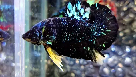 Gerimis euy .  #bettaliareborn #avatarnebula #bettafish #cupanghiasindonesia #cirebon 