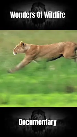 #animals #wildlife #lion #wildlife 
