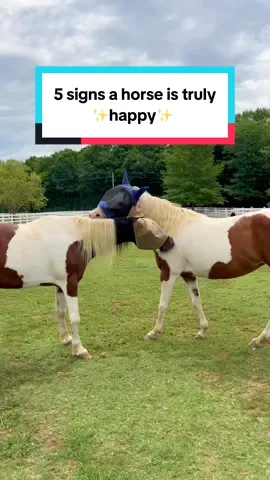 Number 3 is so sweet 🥹 Here are 5 signs we look for to make sure the rescued horses at The Gentle Barn are happy, healthy, and thriving 💚 Did you know all of these? #horsesoftiktok #animalsanctuary #rescueanimals #thegentlebarn #horses 