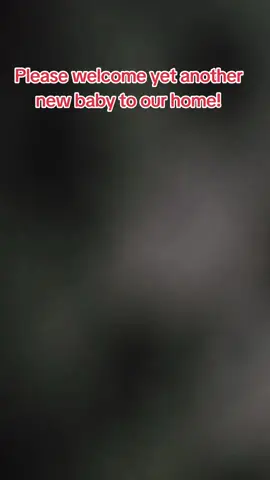 #newpuppy #abandoneddog #mixbreed #rescuedog 