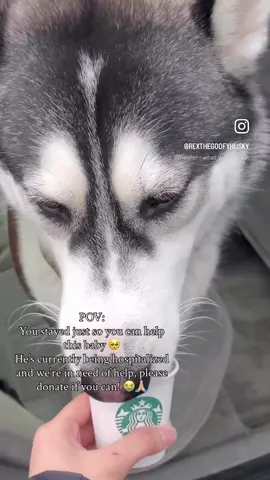 Please help donate or spread the word if you can! Link to the gofundme is in the description! What happened: Rex has been diagnosed with severe pancreatitis and pneumonia starting on Sept 28th and is still very sick. He was healthy and happy before and suddenly fell ill. He stopped eating for 2 days, had recurring vomiting, diarrhea, and became super lethargic. We rushed him to the hospital to find out that he had a very high fever.  He currently is being hospitalized and monitored closely. He has only eaten half a can of wet food for the last 4 days now 😭💔 Our vet bills have been racking up very quickly and we’re asking for assistance in it so that we can keep our good boy alive and healthy. Anything helps! Even if you can’t donate, please help us by spreading the word and sharing these videos and photos of him! 😭🙏🏼 Thank you so much!! #gofundme #husky #dogsoftiktok #huskies #huskiesoftiktok 