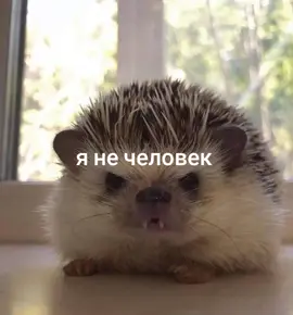 ёжик