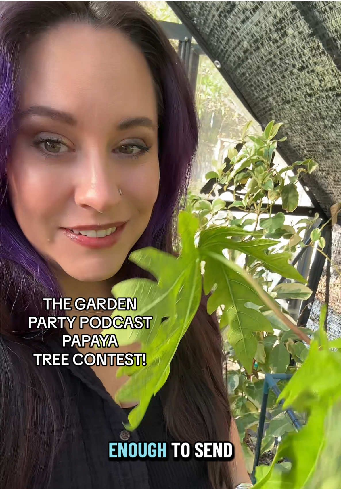 Who will get fruit from these papaya trees first!? Can they survive the winter? Who will be the winner?? @Logee's Plants @TexasGardenGuy @Uncle Josh Gardens or Phil’s Figs?! 