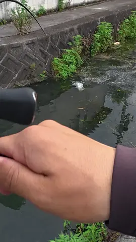 Japanese Catfish💥 #fishing #catfish