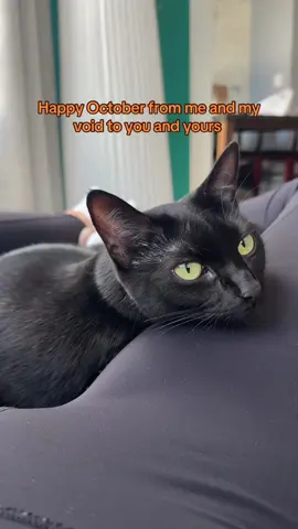 #october #blackcat #halloween 
