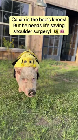 When we rescued Calvin and his 3 pig friends from a neglect and abandonedment case we knew we would have some big vet bills. They never received any vet care or pain management. And after a trip to Purdue last week for a CT scan it was discovered that Calvin needs double shoulder reconstruction surgery. The only other humane option would be euthanasia. Please help us give Calvin his happy rescue story! #animalsanctuary #animalrescue #pig #savethebees 
