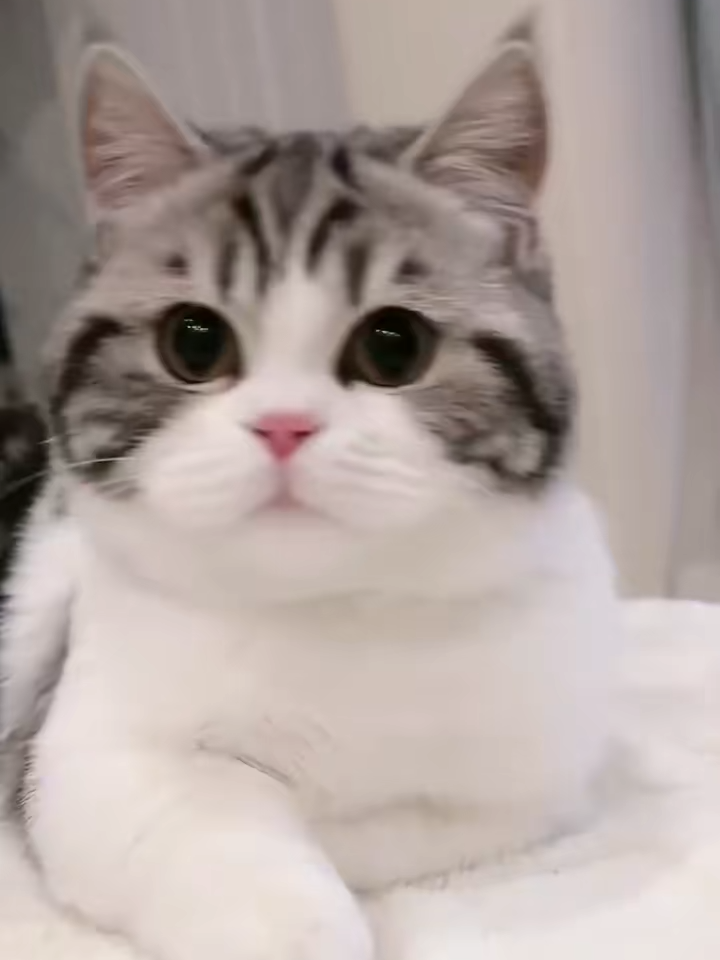 Descubra mais vídeos emocionantes #CutePets #CutePet #cutepets #Planodeestreiadeanimaldeestimaçãofofo #Cura