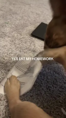 Now I have an excuse🥹 #ihatehomework #homework #mydogatemyhomework #funny #frenchie