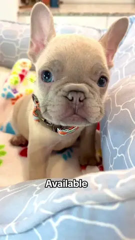 Feast your eyes on “Wrinkles”..🥺🐶 Tag your friends to follow us if interested  Don’t forget to follow us for daily dose of cuteness #usa🇺🇸 #pov #viral #frenchie #frenchieforsale #foryoupage #merlefrenchbulldog #dogoftiktok #fluffyfrenchie #puppy #frenchieoftheday #frenchieforadoption #puppiesforsell #puppiesforadoption 