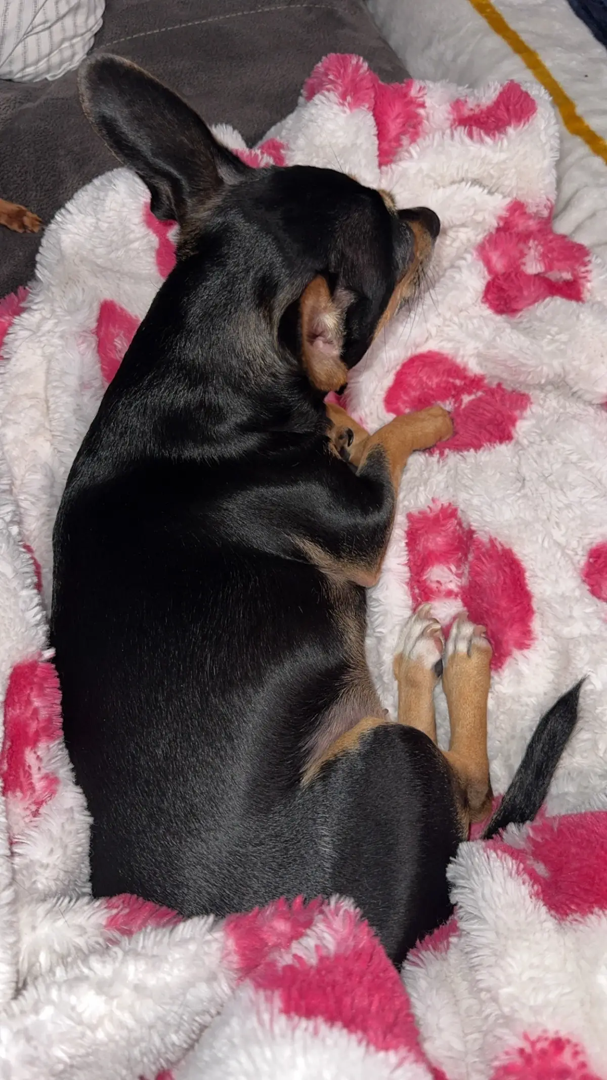 #chihuahua #chihuahuastiktok #chihuahualife #chihuahualove #chihuahuapuppy 