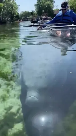 This is the sign you needed! 👀 📍Crystal River, FL is called the manatee capital of the world for good reason. Hop on our clear kayak ecotour and make this season one you'll NEVER forget 🩵💦