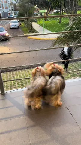 A bailar samba, um pouquinho mais rápido  🇧🇷 MaYa & mOrA ♡ #yorkie #dog #viral #samba #dancing