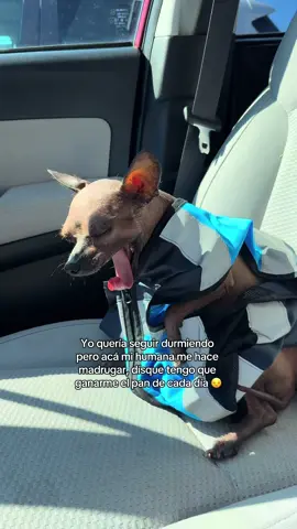 Alguien me está odiando 🤣🤣🤣 #parati #fyp #amazonflex #amazondriver #dogs 