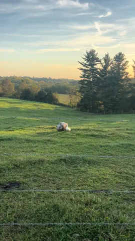 #ralphlovespenelope #friendship #oddcouple #