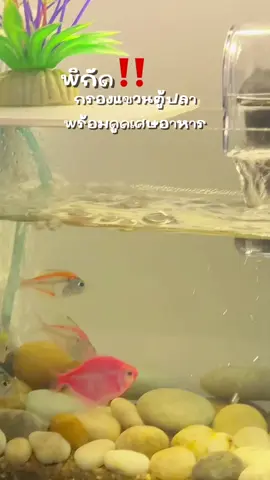 🐟🐠🪼✨ #กรองตู้ปลา #กรองปลาสวยงาม #เลี้ยงปลา  @แมวแม๊วววววʕ•̫͡•ॽु  @แมวแม๊วววววʕ•̫͡•ॽु  @แมวแม๊วววววʕ•̫͡•ॽु 