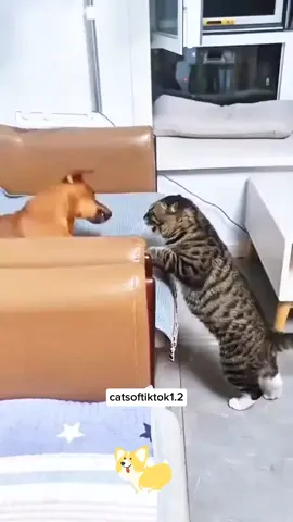 catlovers 😺#viraltiktokvideo #funnymoments #foryoupage❤️❤️ #cutecat #viral_video 