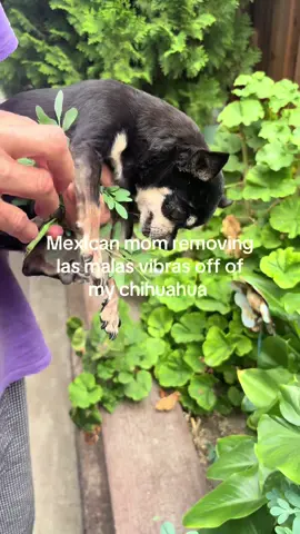 It better work  #chihuahua #witchtok 