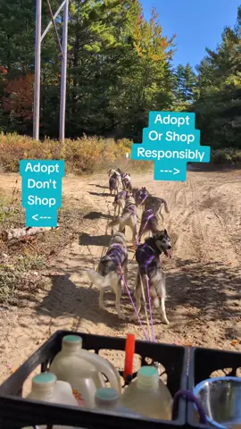 I have no issues with adopting and started out in this sport with rescues. However I wouldn't have the team I run today without ethical breeders who selectively breed for health, temperament, working ability, good appetites, balanced structure, tough feet, etc. I am a breeder myself focused on maintaining a competitive Siberian team for years to come. Adopt or shop responsibly. 🫶