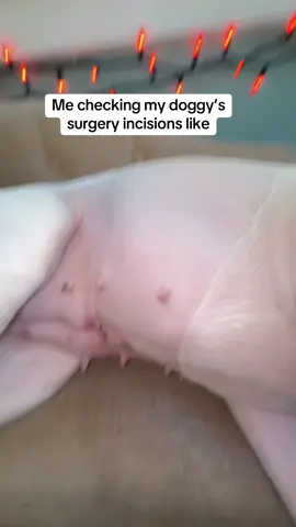 Making sure they’re not infected! #doggy #surgery #sad #spay 