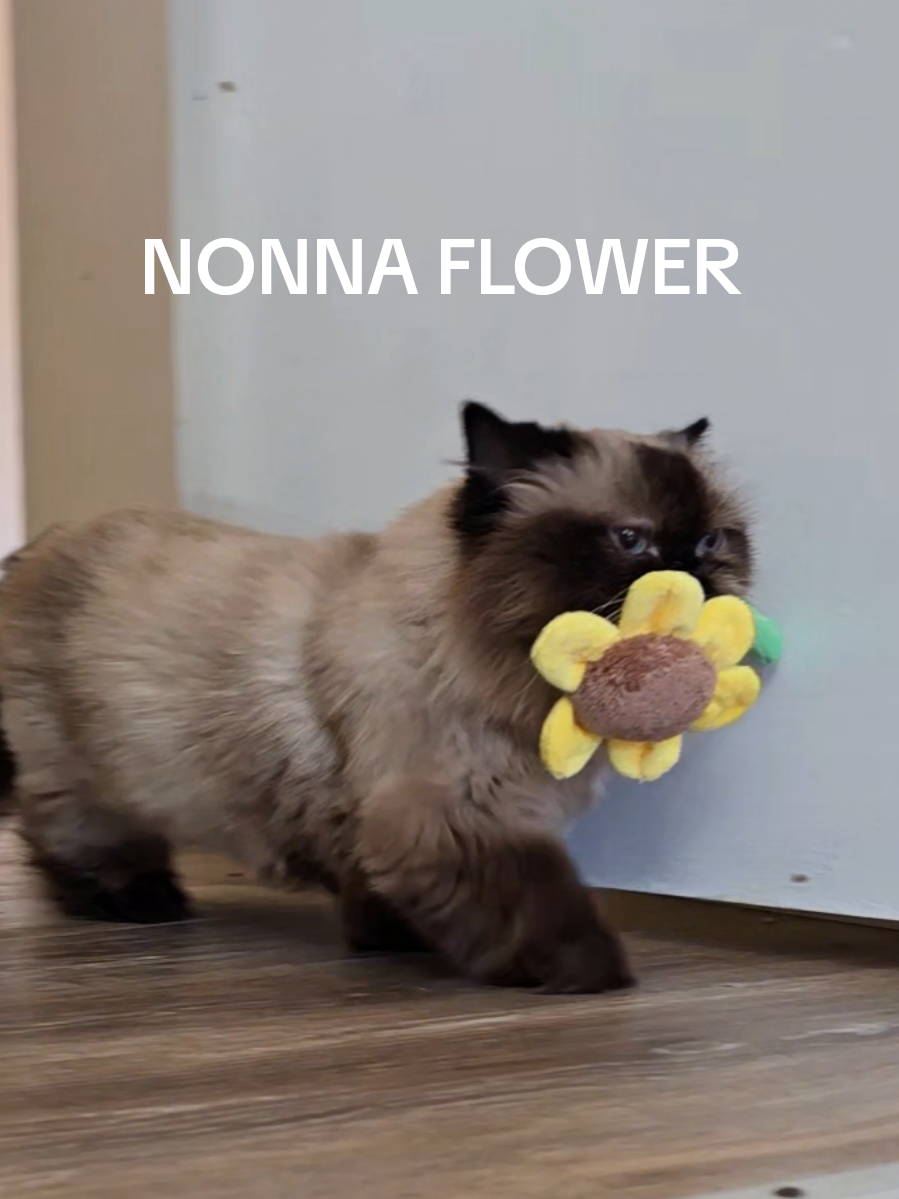 Nonna could tell I needed cheering up so she brought me a flower 🌻 #chattycat #talkingcat #seniorcat #munchkincat 