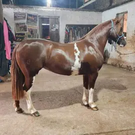 CAVALO DANÇANDO #machines #porcos #jumentos #músicas 