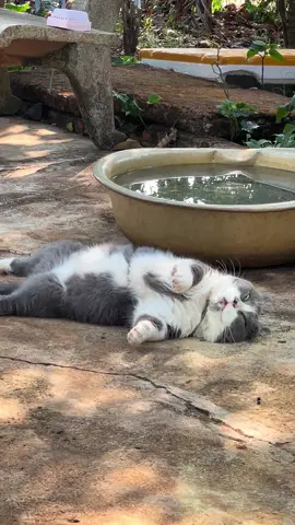Cứ chill hoi🤣🤣ngủ cỡ này bảo sao bụng hong pự #cat #viral #meo #tom #meoanhchanngan 