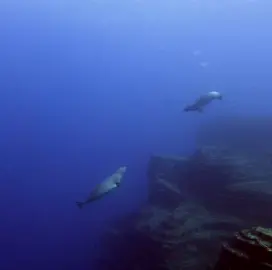 Male Hawaiian Monk Seals fight when they come across eachother. It’s a territorial thing. The vocalizations they make are just wild. Footage was taken yesterday at Ni’ihau. Hawaiian monk seals are the 4th most endangered marine animals on earth and live no where else but Hawai’i. Protecting them is key. If you see a monk seal coming up on to the beach please give it room to rest! #hawaiianmonkseal #monkseal #niihau #scubadiving 