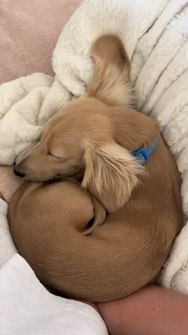 Daily Donut