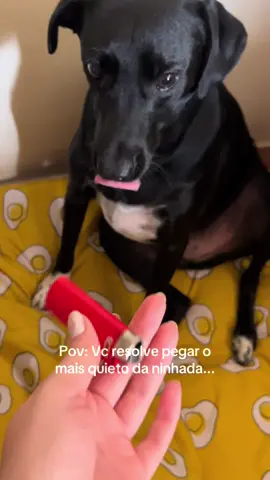 #foryoupage #fyp #dog #viral #tiktok 