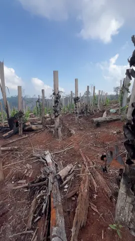 Habis lagi#petanimuda🌾🌾 #sijagomerah 