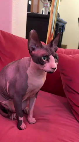 Everyday living with multiple cats #diva #sphynx #hairlesscat 