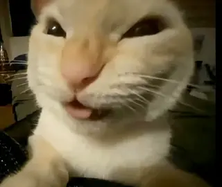 #trending#cat  #FYP  #MEME  #FUNNYCAT  #FUNNY  #muheheheheheheheheheheheh #soundviral #pyf #cats