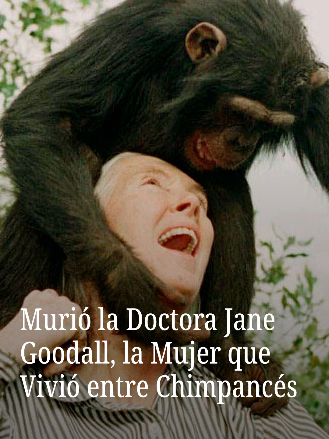 La Dra. Jane Goodall, la científica y activista británica, murió este 1 de octubre a los 91 años de edad. Goodall fue reconocida internacionalmente por su trabajo como etóloga.  Durante años, estudió el comportamiento de los chimpancés en Tanzania. Sus hallazgos revolucionaron la forma en que la humanidad entiende a estos primates. Además, fue activista y conservacionista, creando iniciativas para las especies en peligro de extinción. #JaneGoodall #Goodall #científica