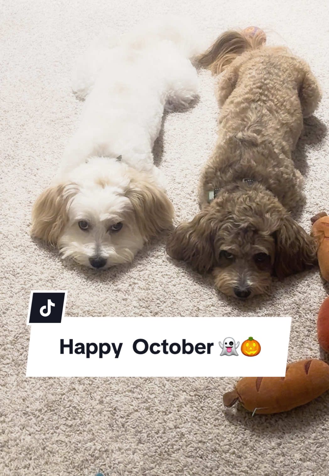 Hello October 🎃👻  #october #trendingsound #halloween #dogsoftiktok #dogtok 