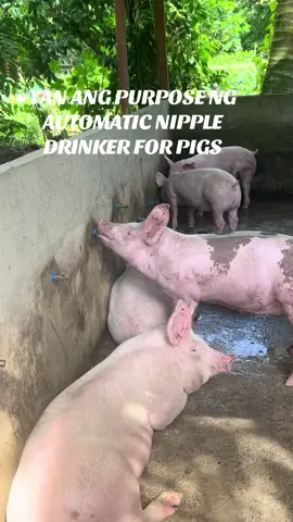 AUTOMATIC NIPPLE DRINKER FOR PIGS #creatorsearchinsights2025 #drinker #piggy #pig #cebu 