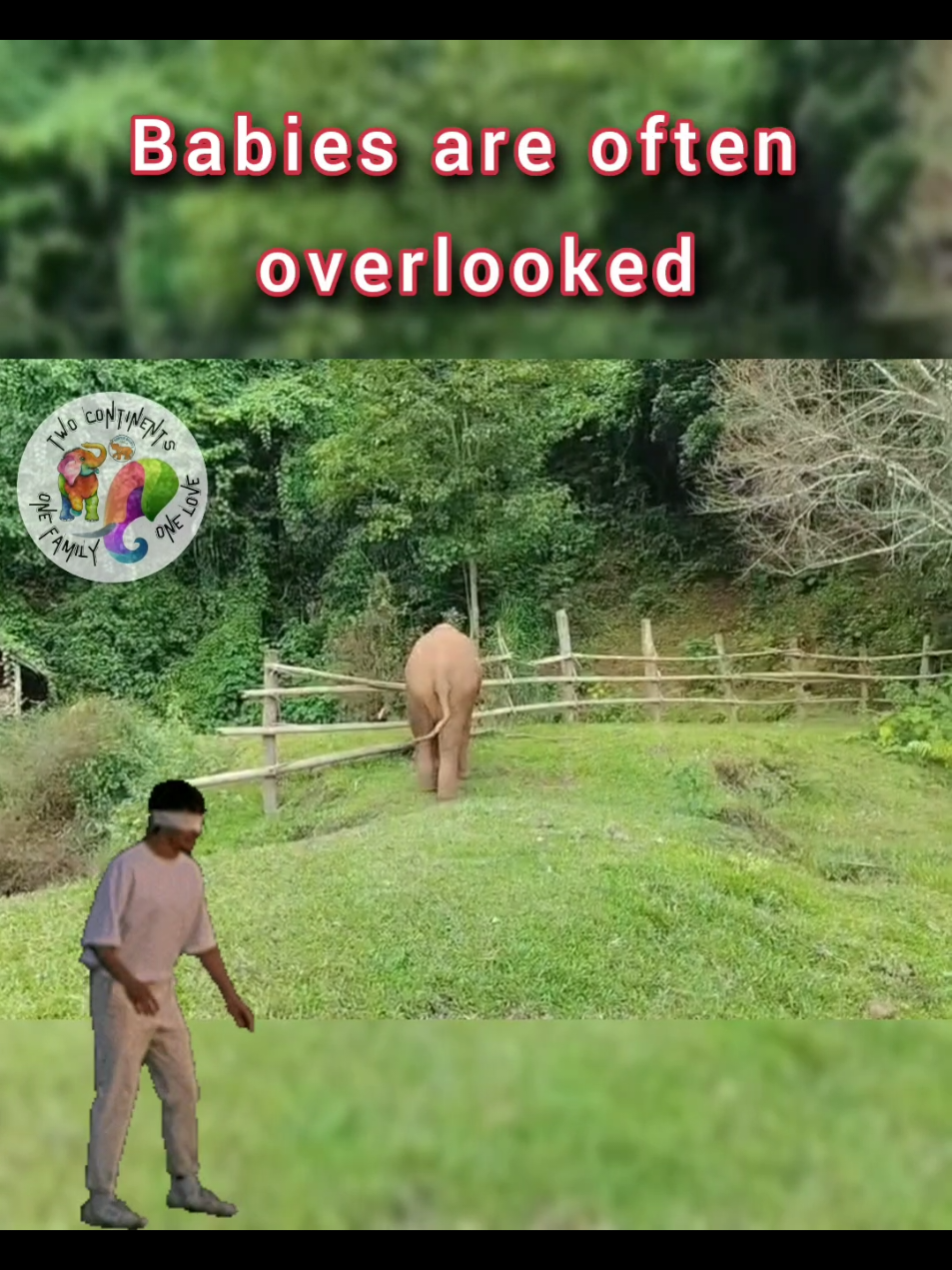 😞 Is it actually true??  Our precious Baby Jun Bug has ONLY 4 sponsors for the whole year of 2025! https://gentlegiantselephants.org/sponsor-thai-elephant/ols/products/baby-jun-needs-8-sponsorsmonths-50sponsor It's common that babies 🐘 are often overlooked. Why?  Because everyone believes everyone else is sponsoring them. This leads to them having very few families to help provide for them.  🪄✨️🐘 Therefore, on make-a-wish Wednesday we are urging our kind-hearted GG Family to help grant all of Baby Jun's wishes by sponsoring her today. #GGFamily #gentlegiants #elephant #support #JunBug 