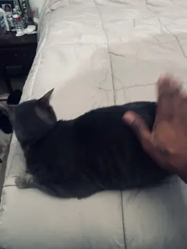 Pearl plays no games about her pets #fypppppppppppppp #fypppppppppppppppppppppppp 