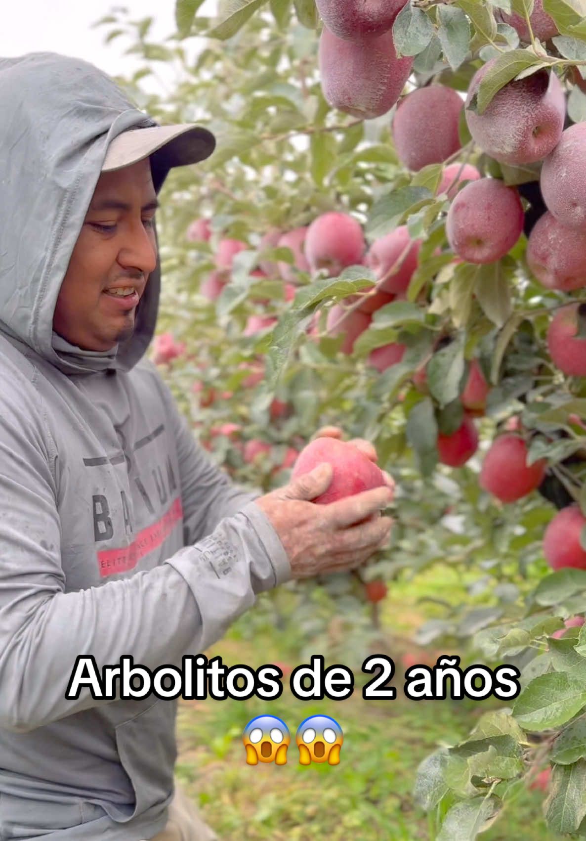 Estos arbolitos se pasaron de fruta #trabajo #agricultura #washington #fruit #farming 