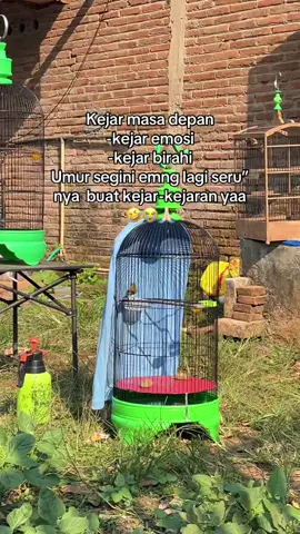 Kejar kamu nya nanti dulu deh ya lagi seru soalnya🤣🤪 🙏🏻 #sogon #sogonmania #kicaumania 